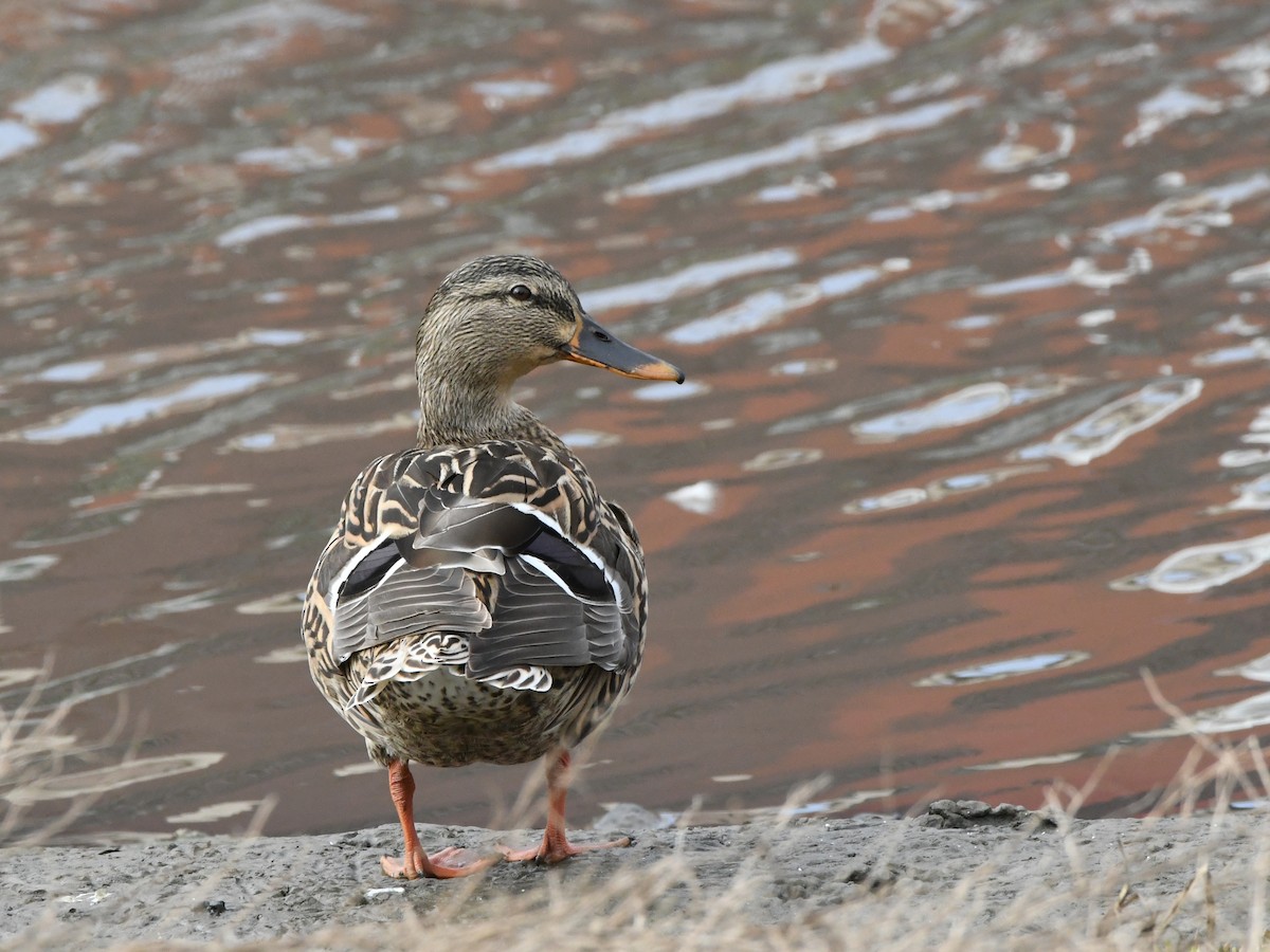 Canard colvert - ML620641435