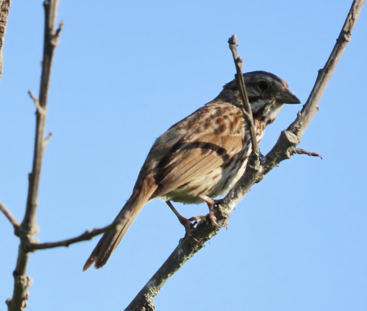 Song Sparrow - ML620641437