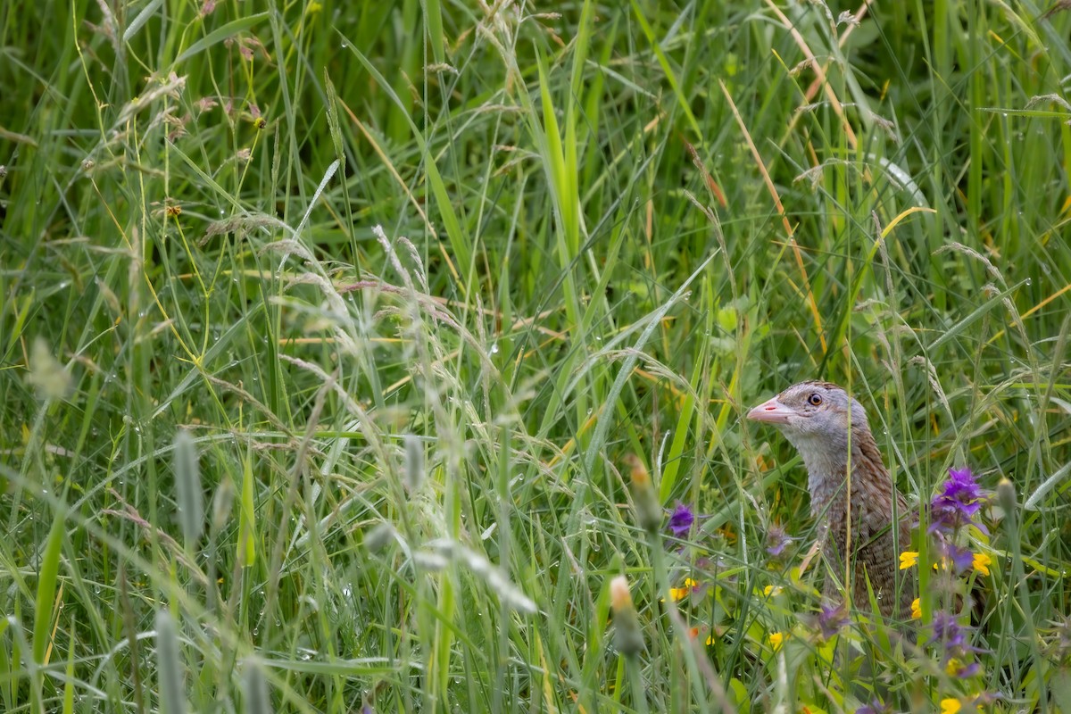 Corn Crake - ML620641443