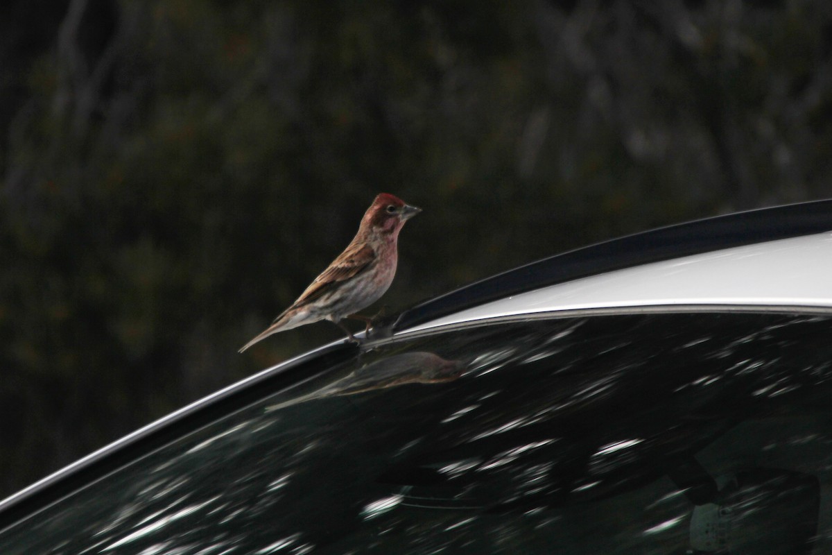 Cassin's Finch - ML620641448