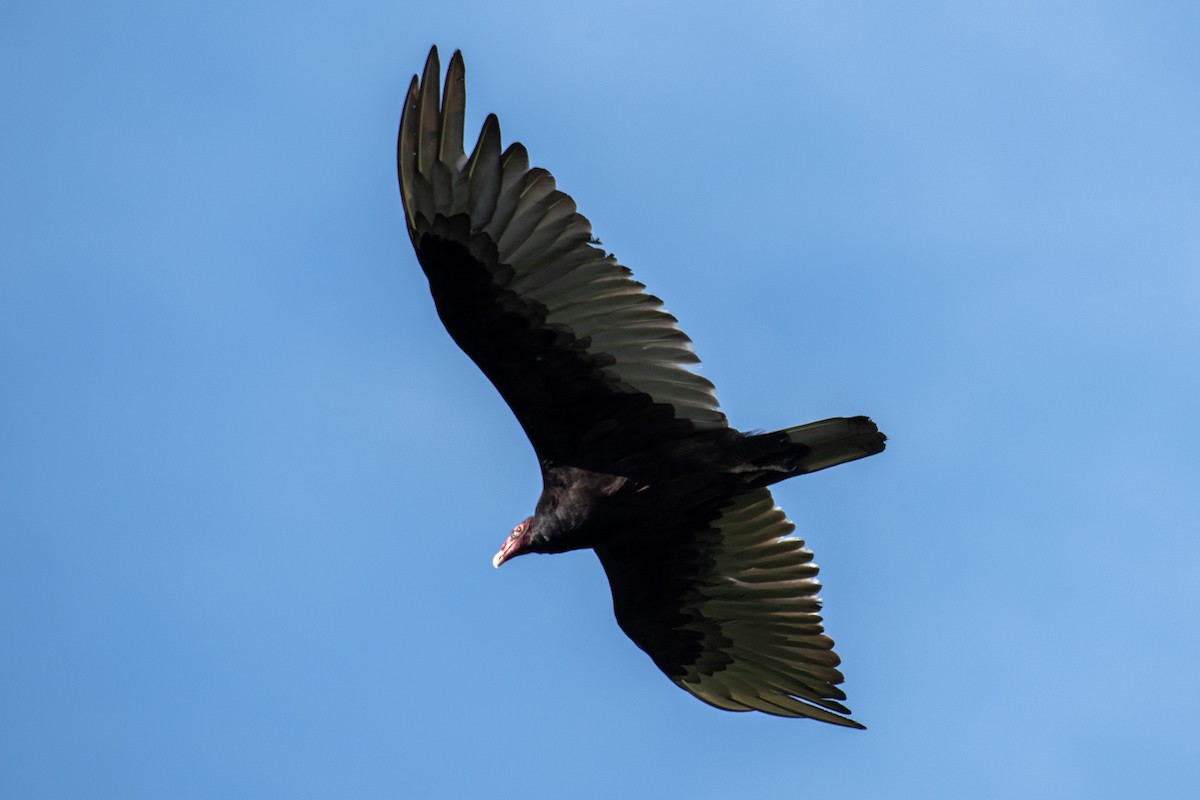 Turkey Vulture (Northern) - ML620641449