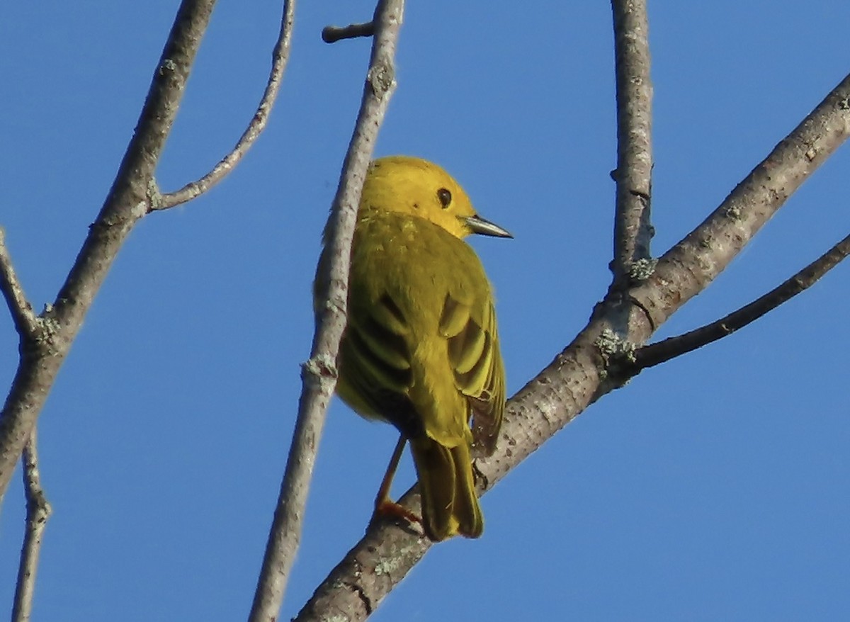 Yellow Warbler - ML620641452