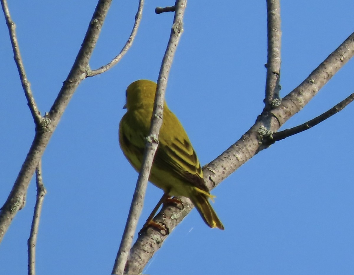 Yellow Warbler - ML620641453