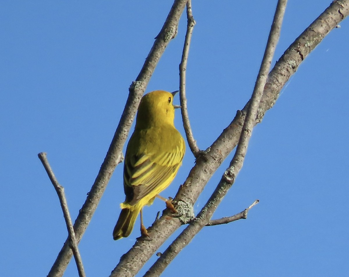 Paruline jaune - ML620641454