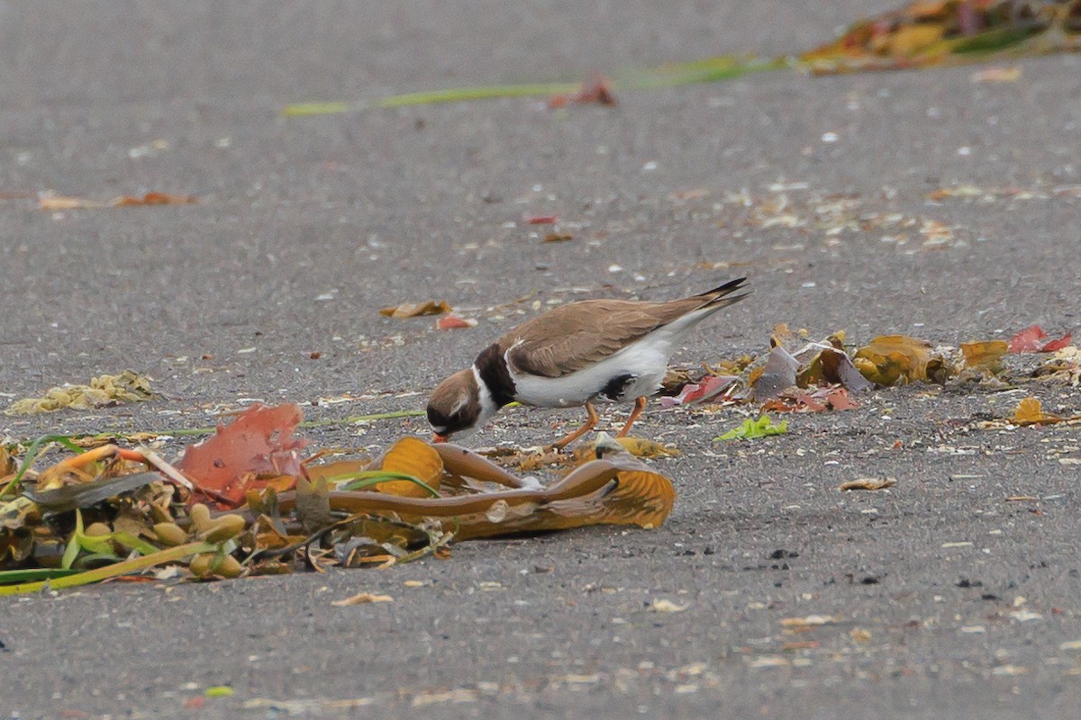 Semipalmated Plover - ML620641455