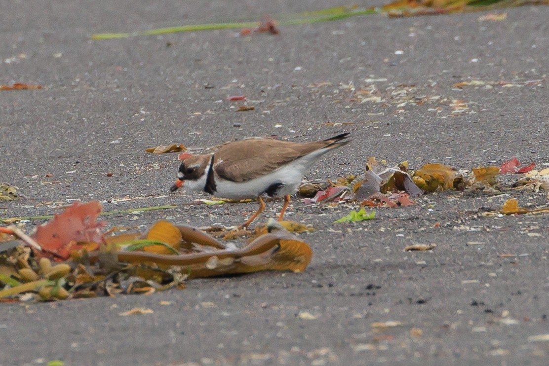 Semipalmated Plover - ML620641456
