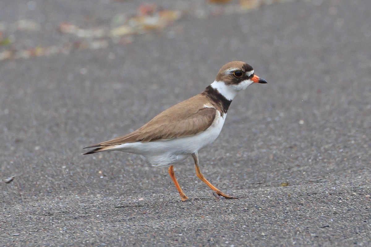 Semipalmated Plover - ML620641457