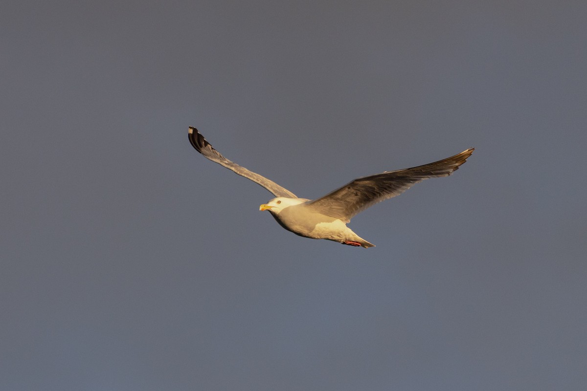 Herring x Glaucous-winged Gull (hybrid) - ML620641458