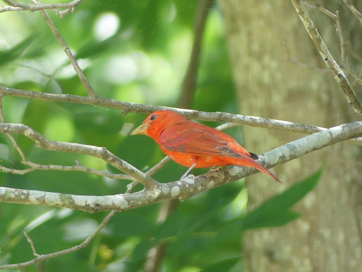 Summer Tanager - ML620641464