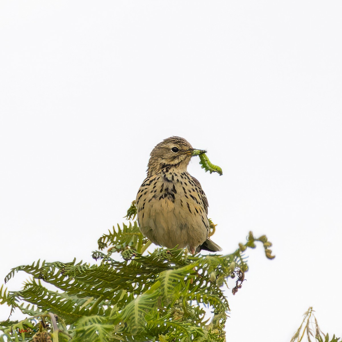 Meadow Pipit - ML620641465