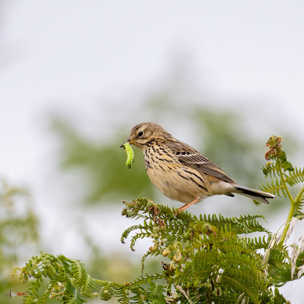 Meadow Pipit - ML620641466