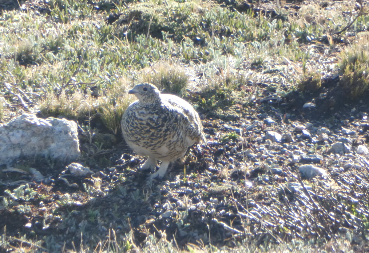 White-tailed Ptarmigan - ML620641467