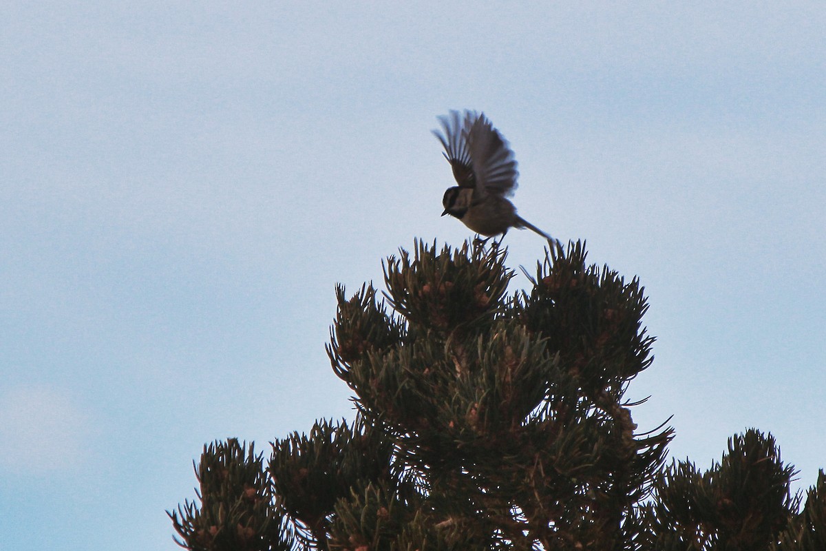 Mountain Chickadee - Aspen Shih