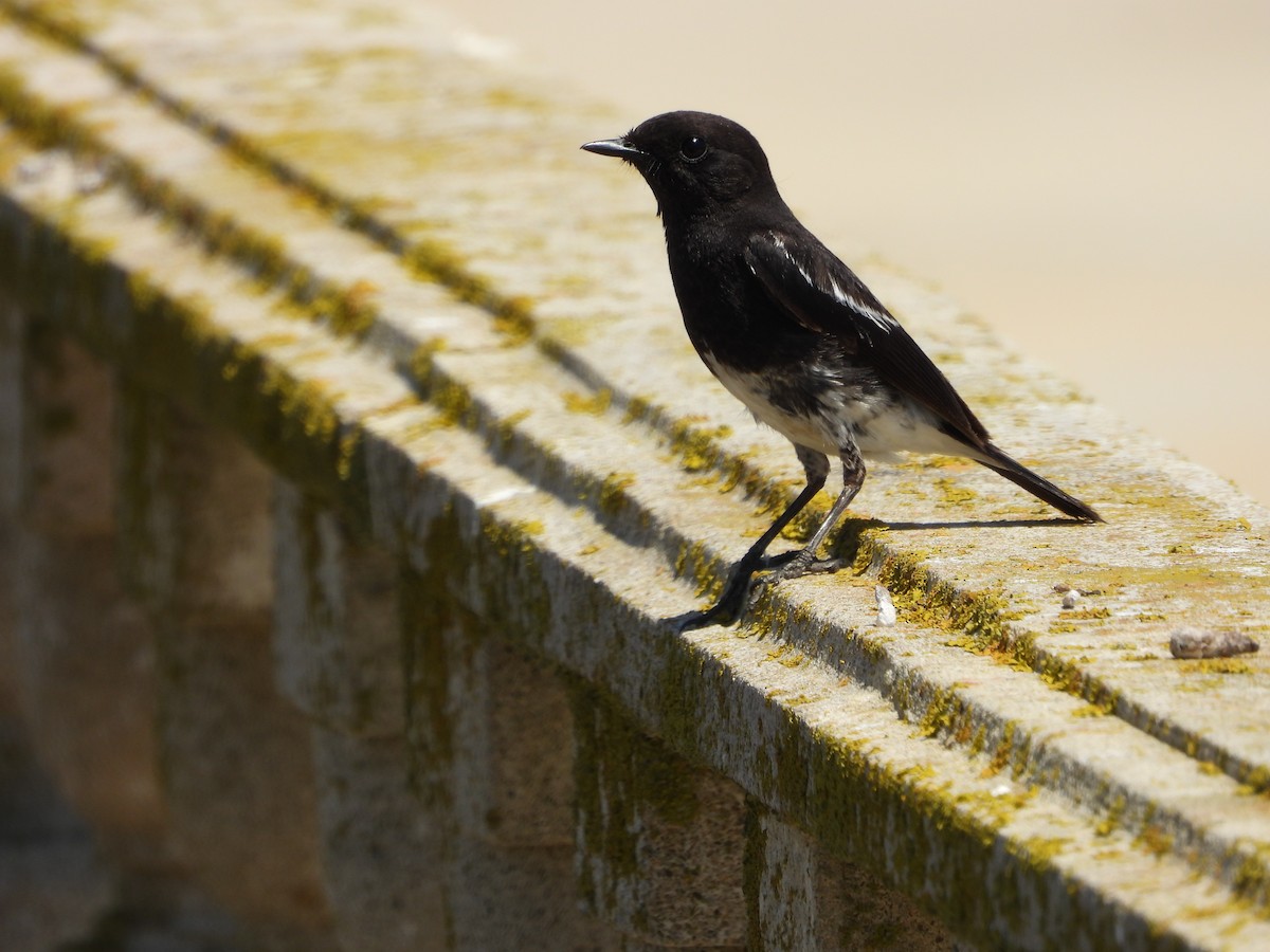 Pied Bushchat - ML620641473