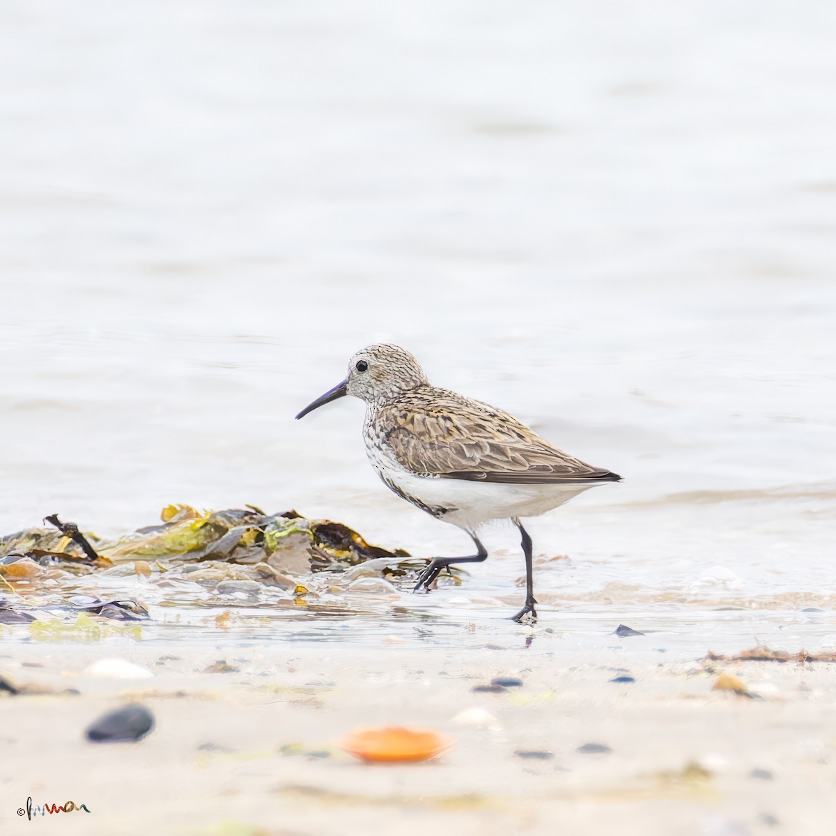 Dunlin - ML620641477