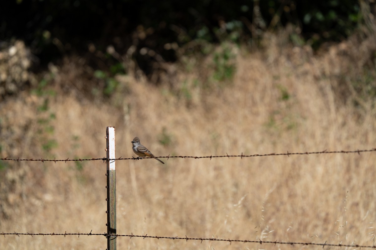 Ash-throated Flycatcher - ML620641481