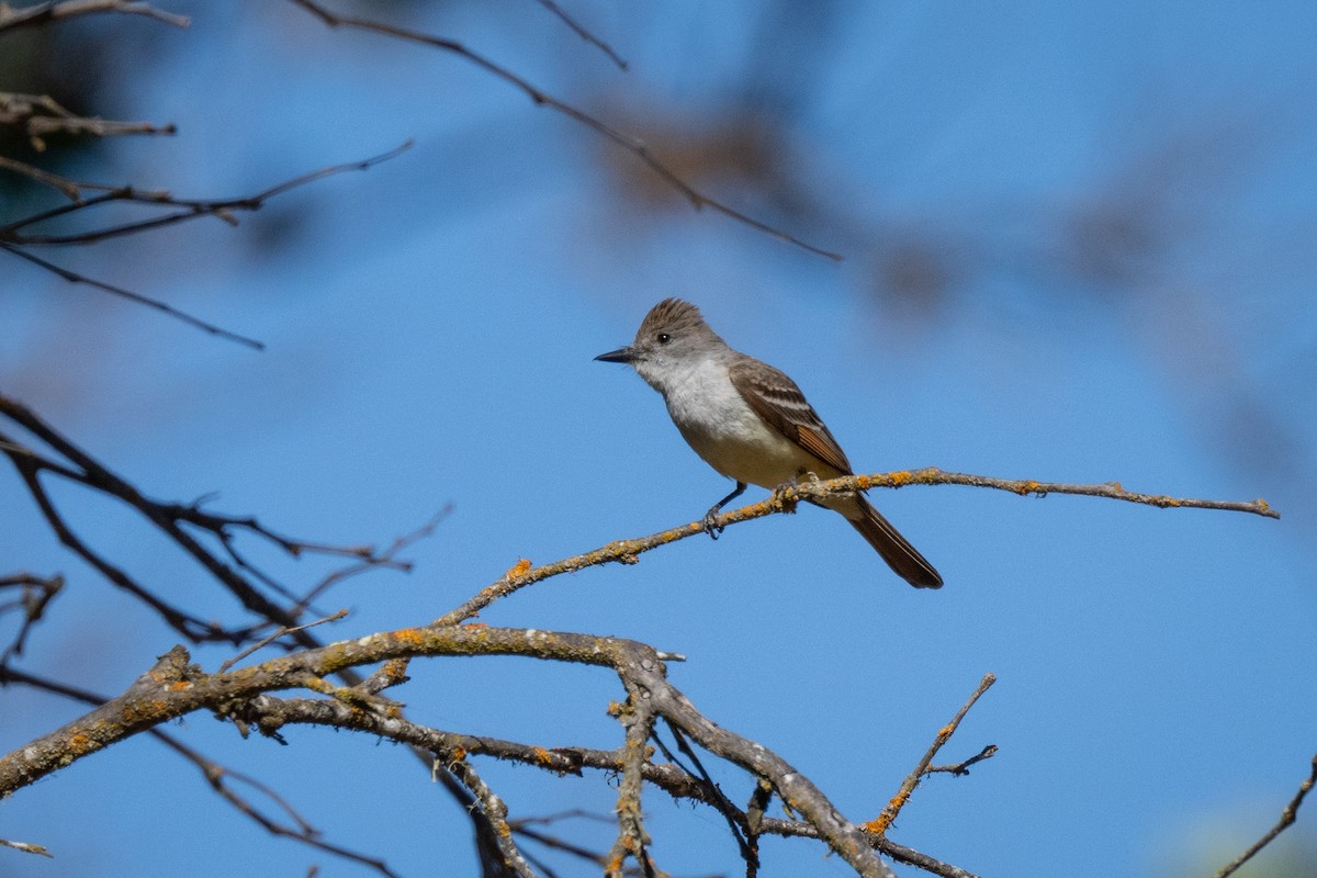 Ash-throated Flycatcher - ML620641483