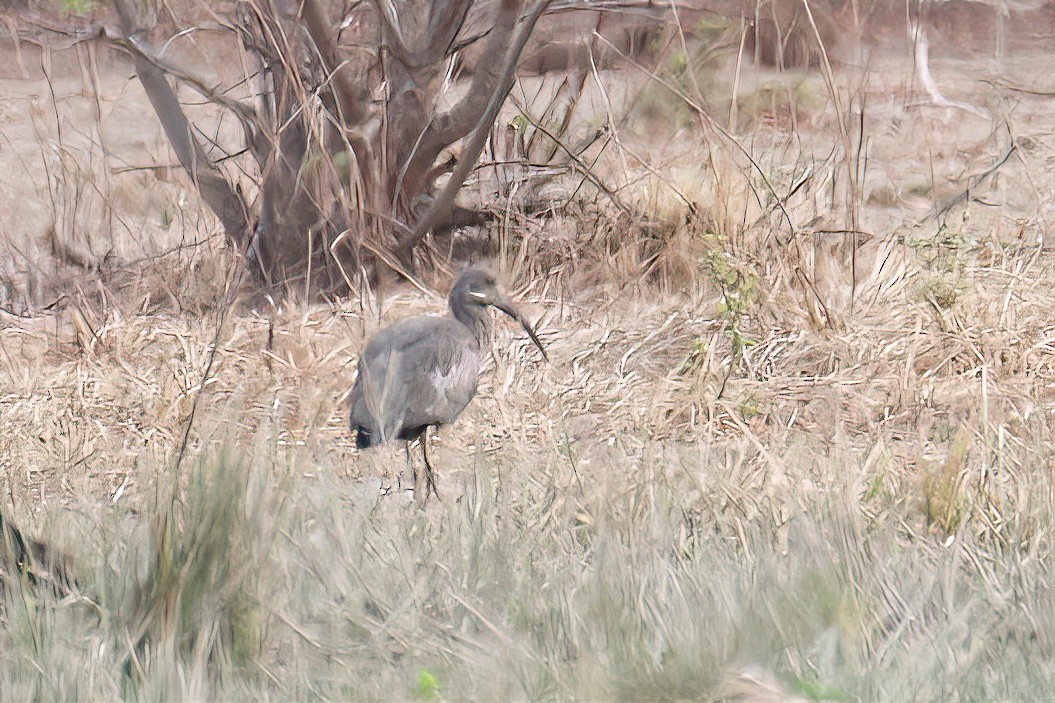 Hadada Ibis - Jeanne Verhulst