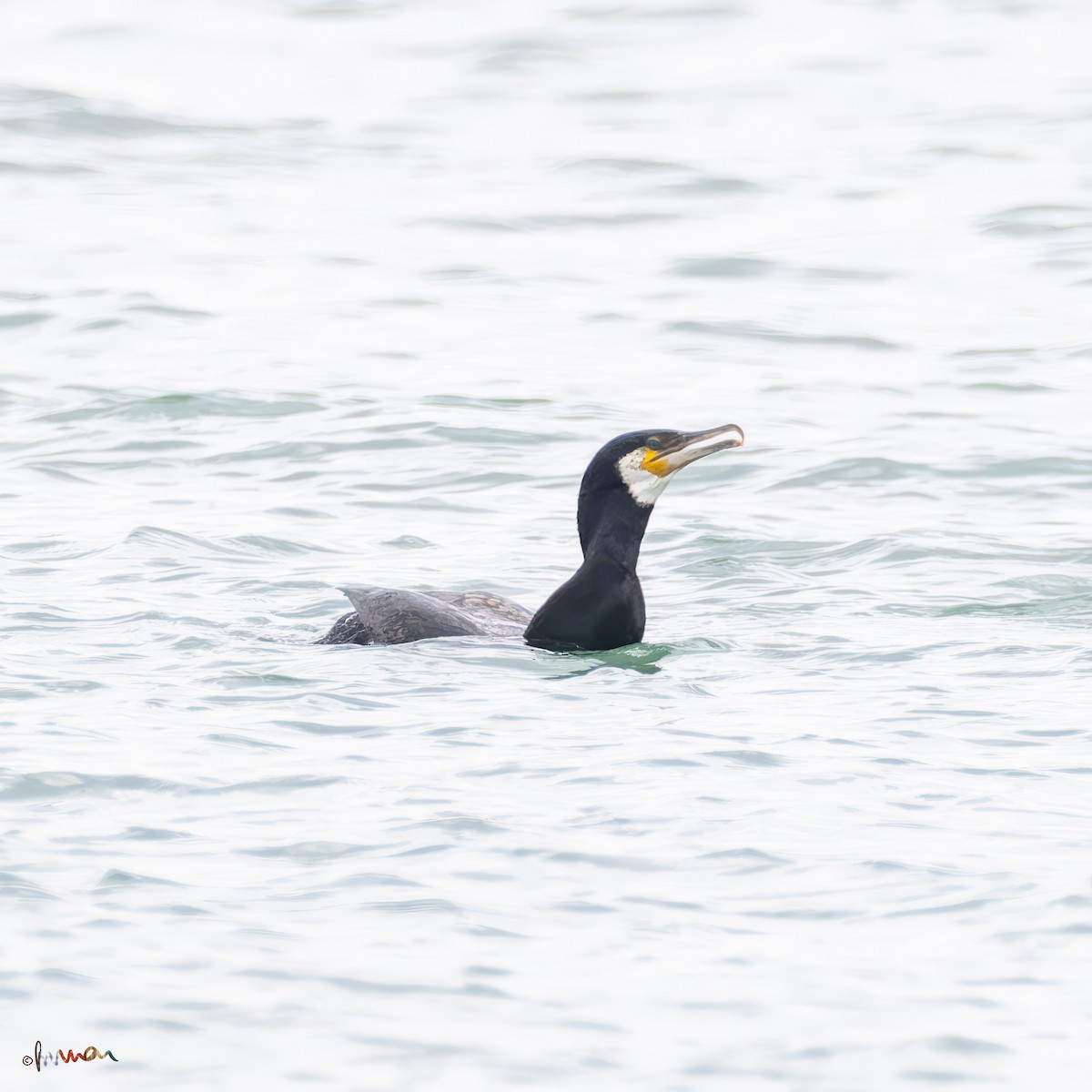 Great Cormorant - Simon Robinson