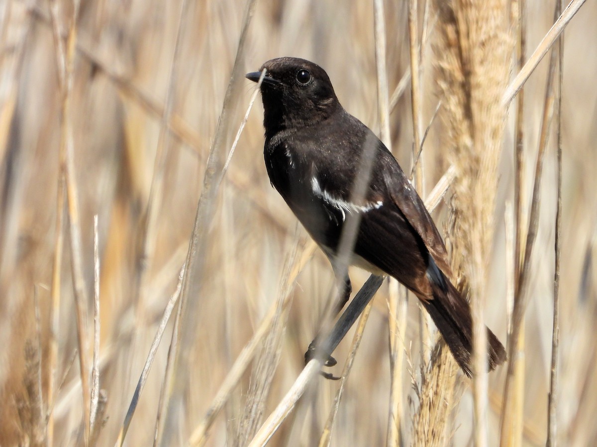 Pied Bushchat - ML620641487