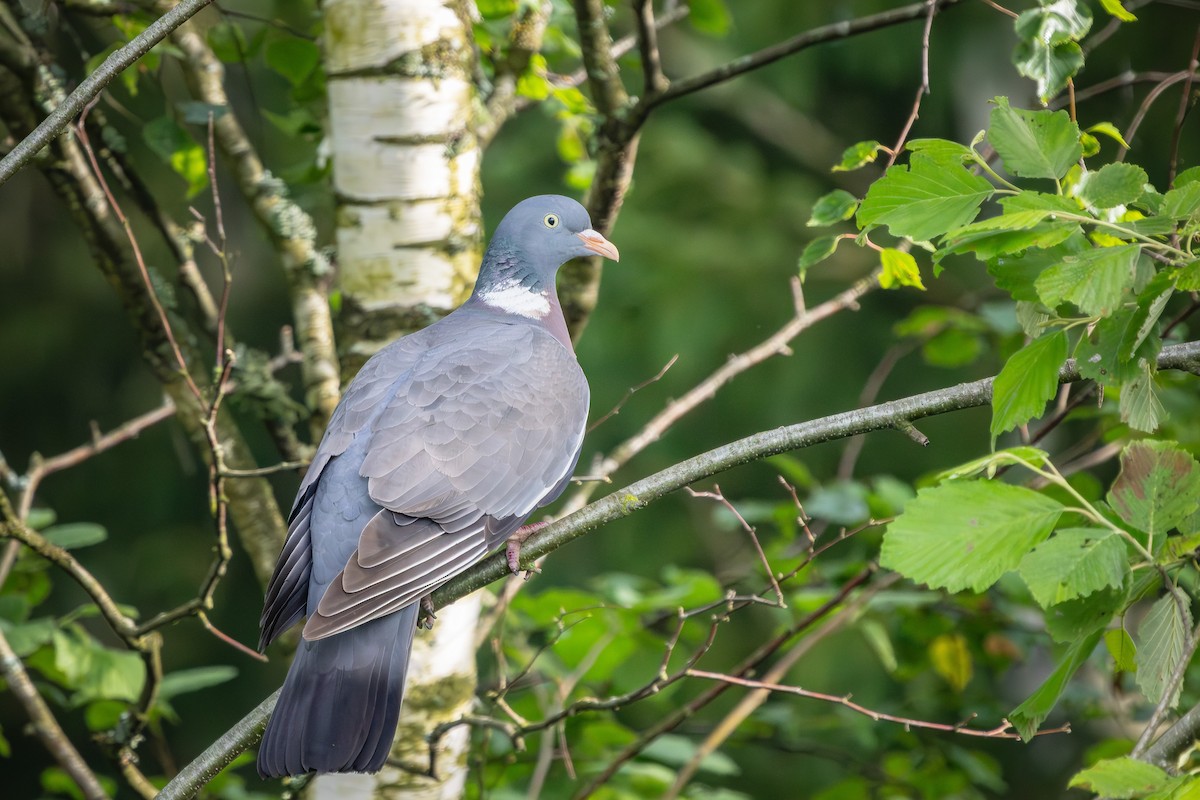 Common Wood-Pigeon - ML620641489