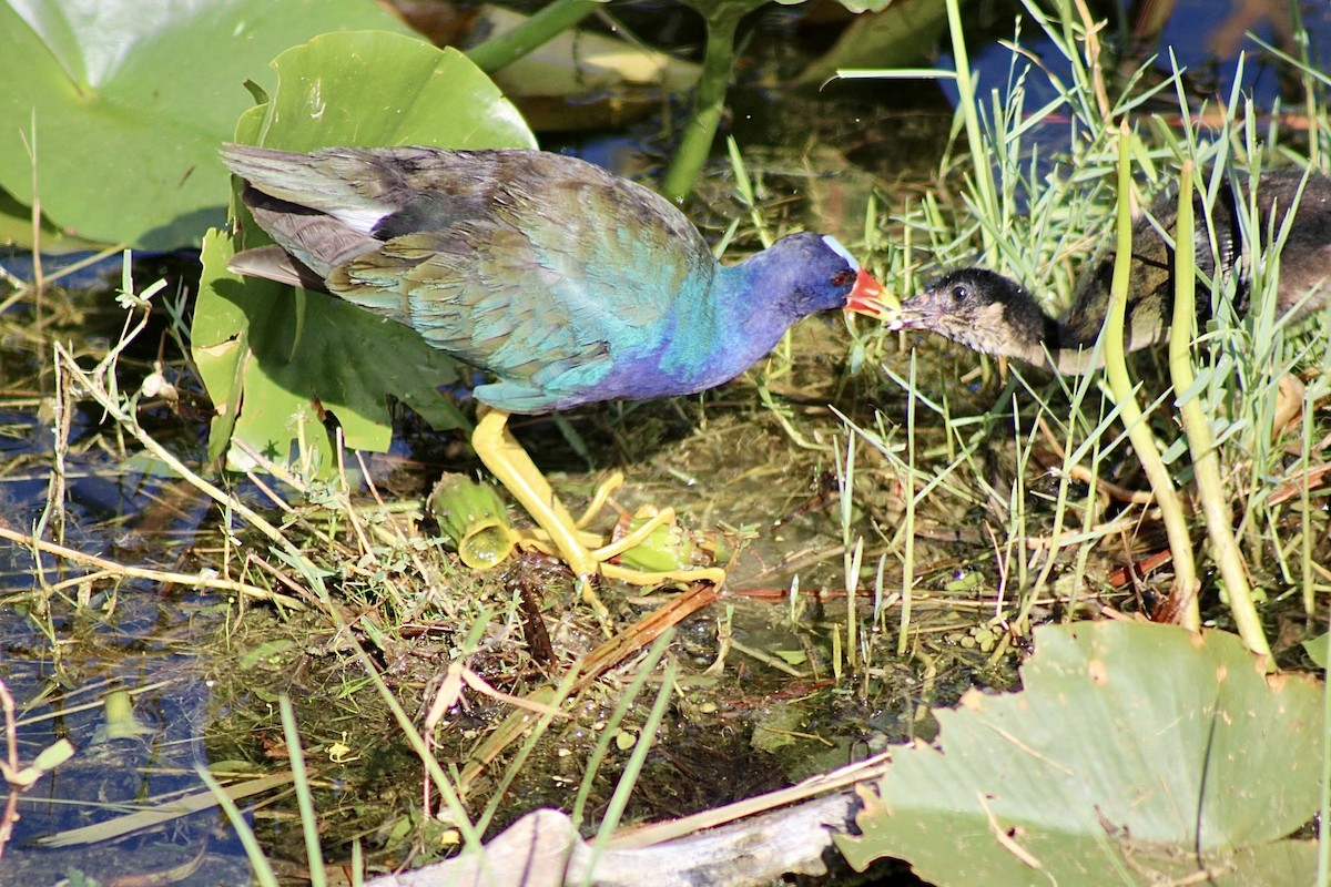 Purple Gallinule - ML620641495