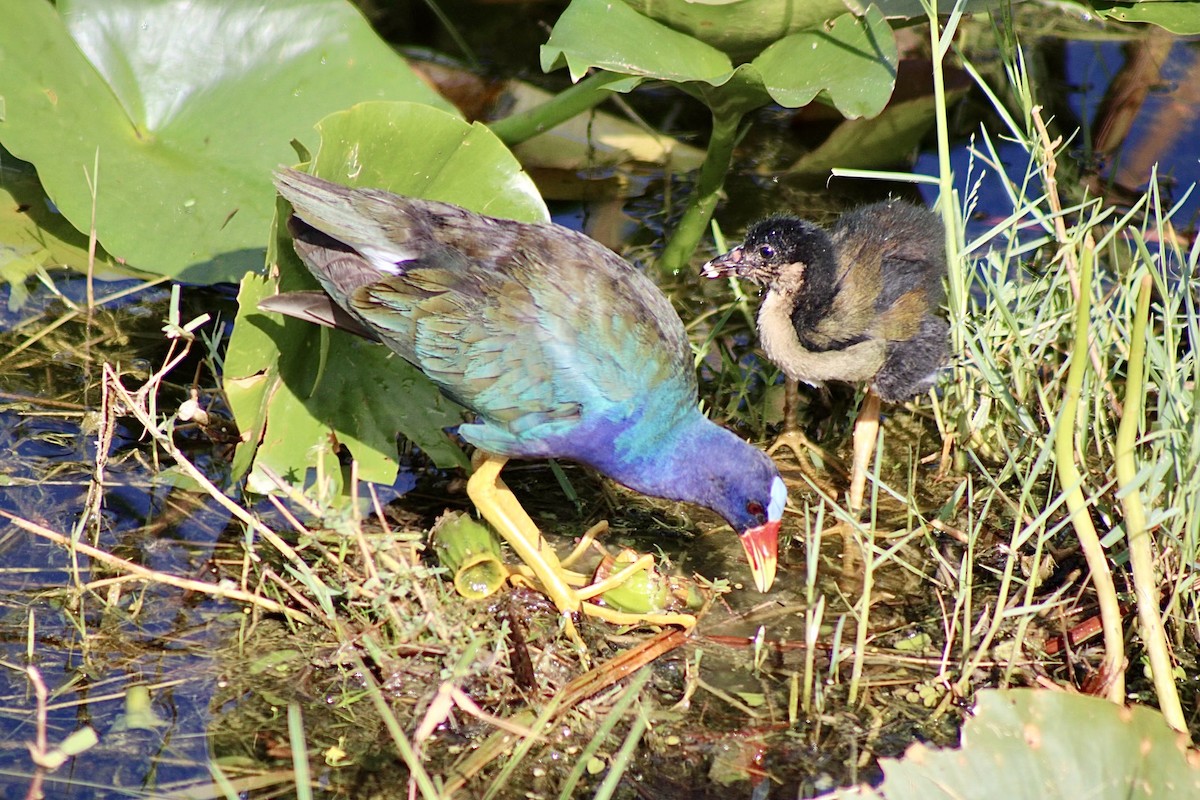 Purple Gallinule - ML620641496