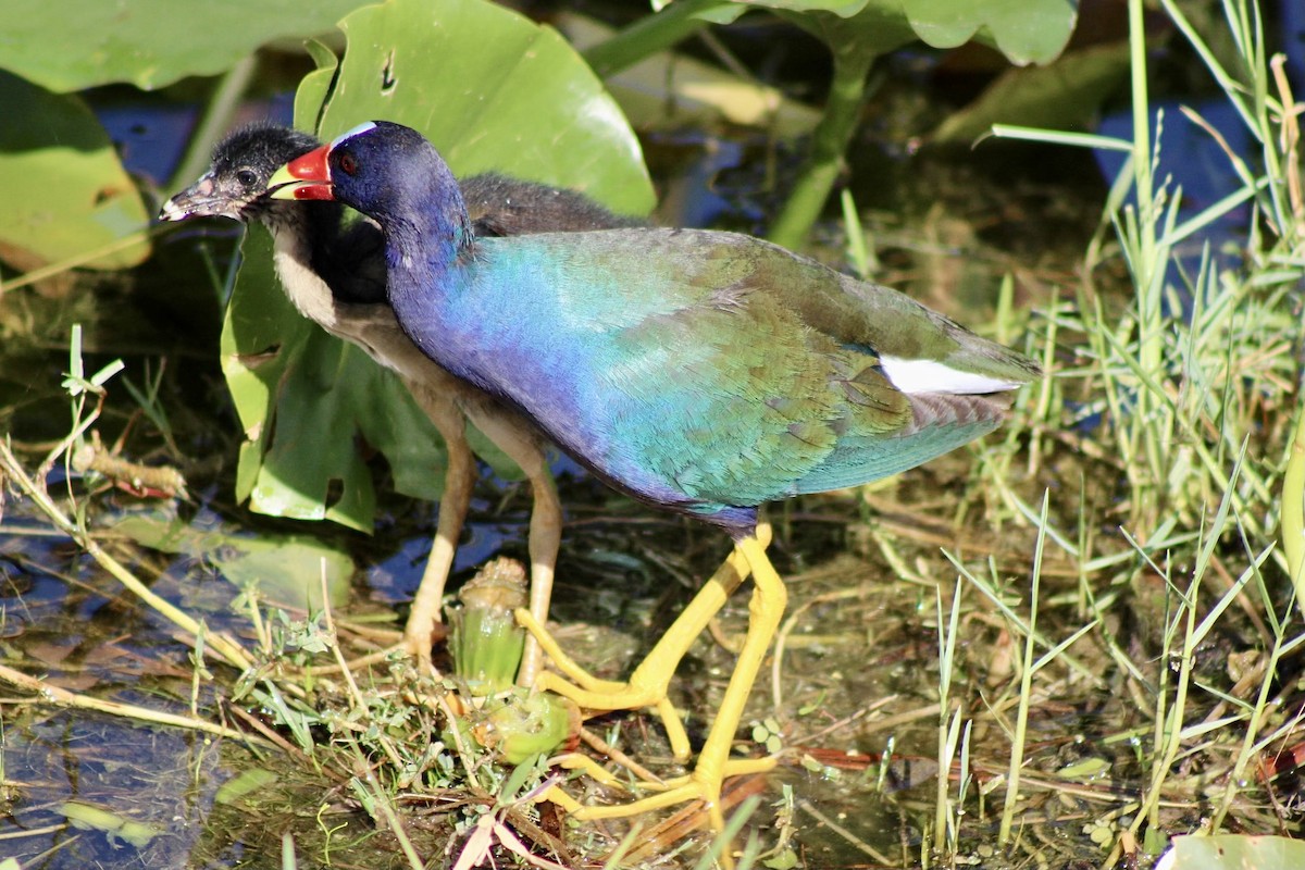 Purple Gallinule - ML620641497