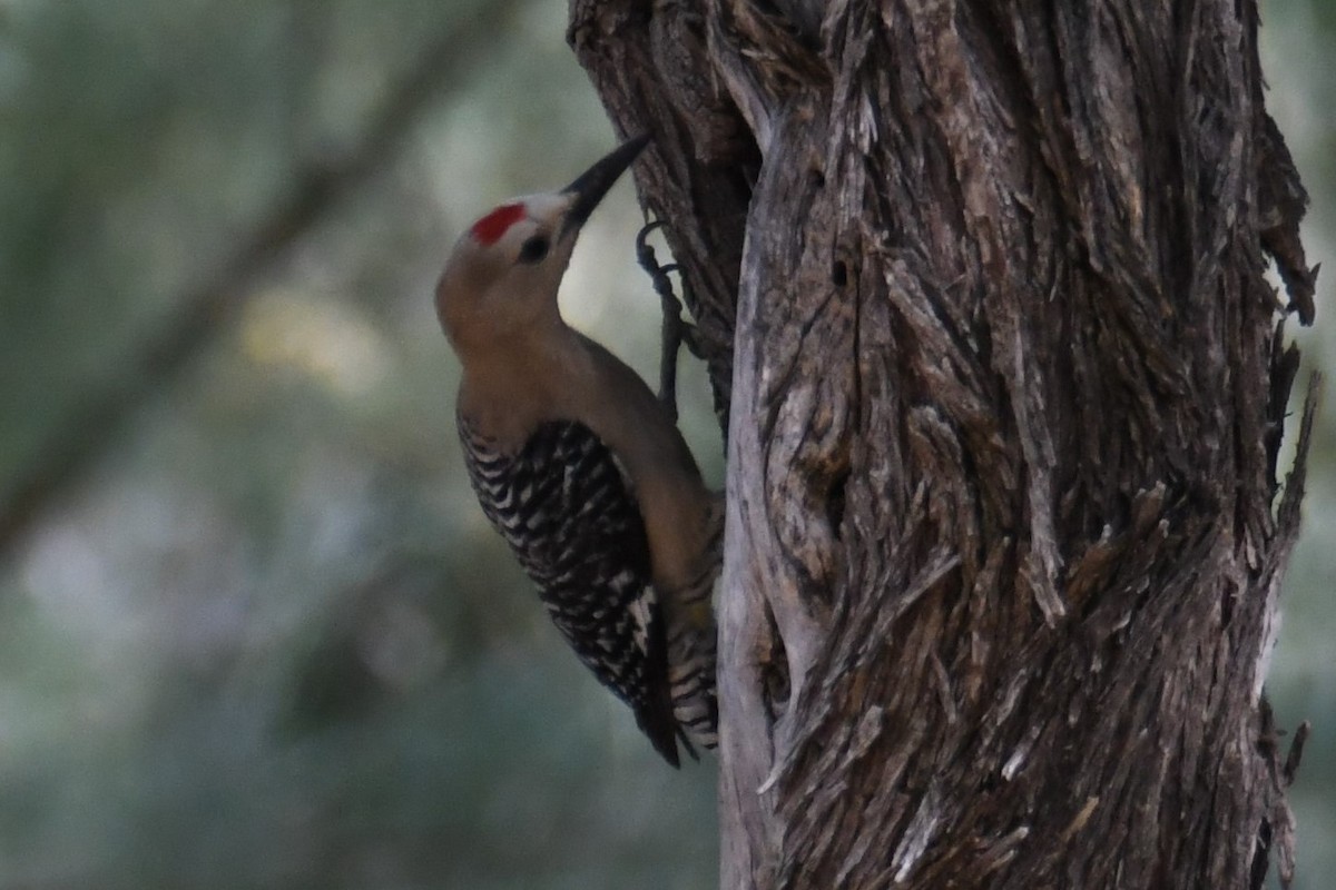 Gila Woodpecker - Colin Dillingham