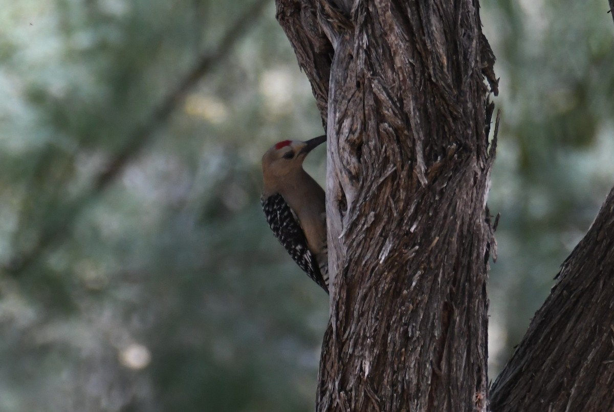 Gila Woodpecker - ML620641501