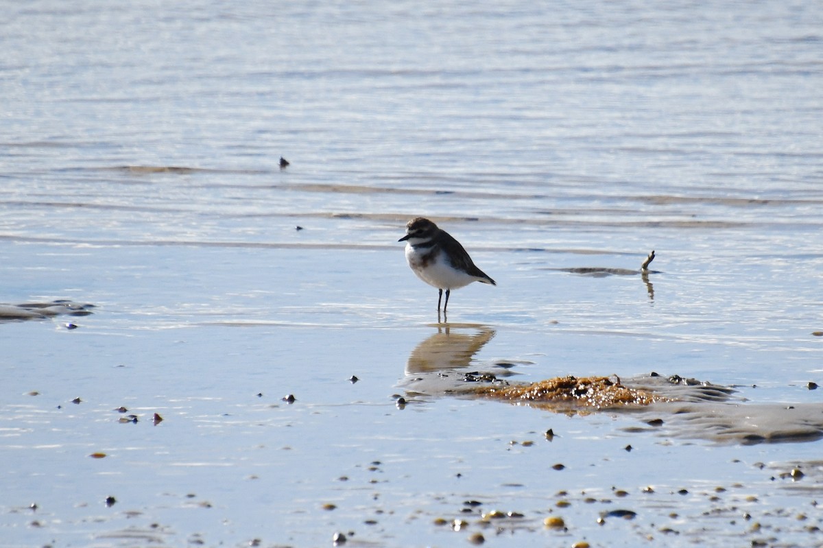 Double-banded Plover - ML620641502