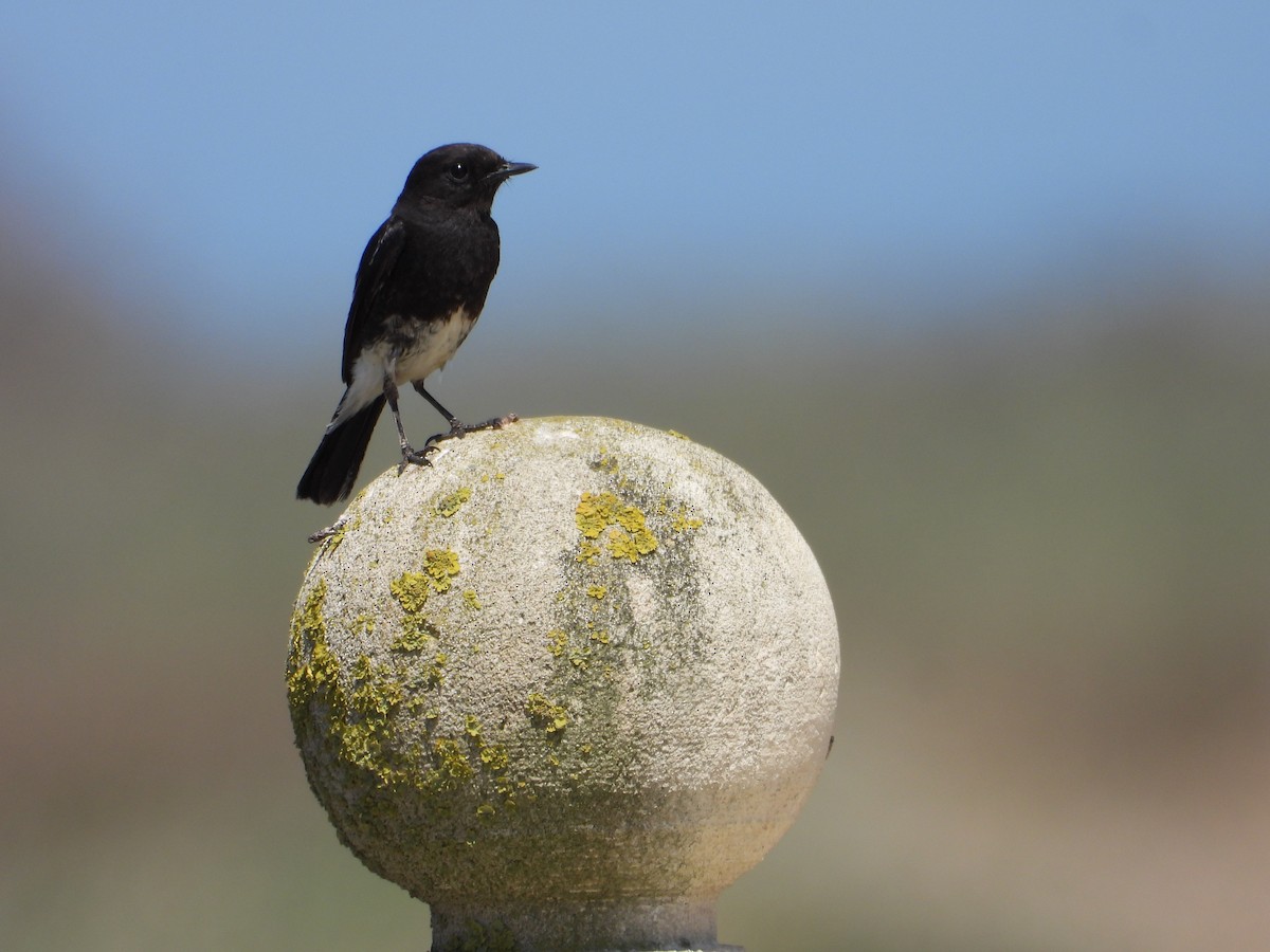 Pied Bushchat - ML620641504