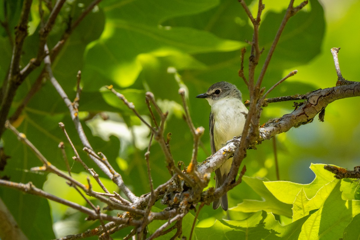 Cassin's Vireo - ML620641505