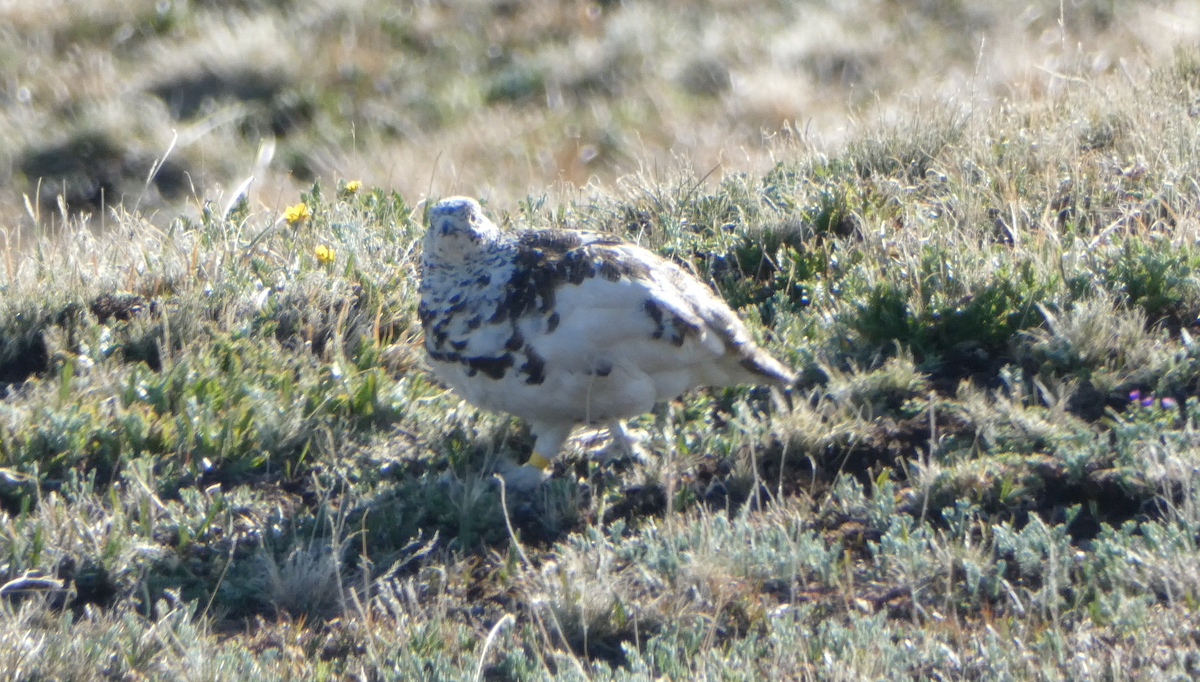 White-tailed Ptarmigan - ML620641512