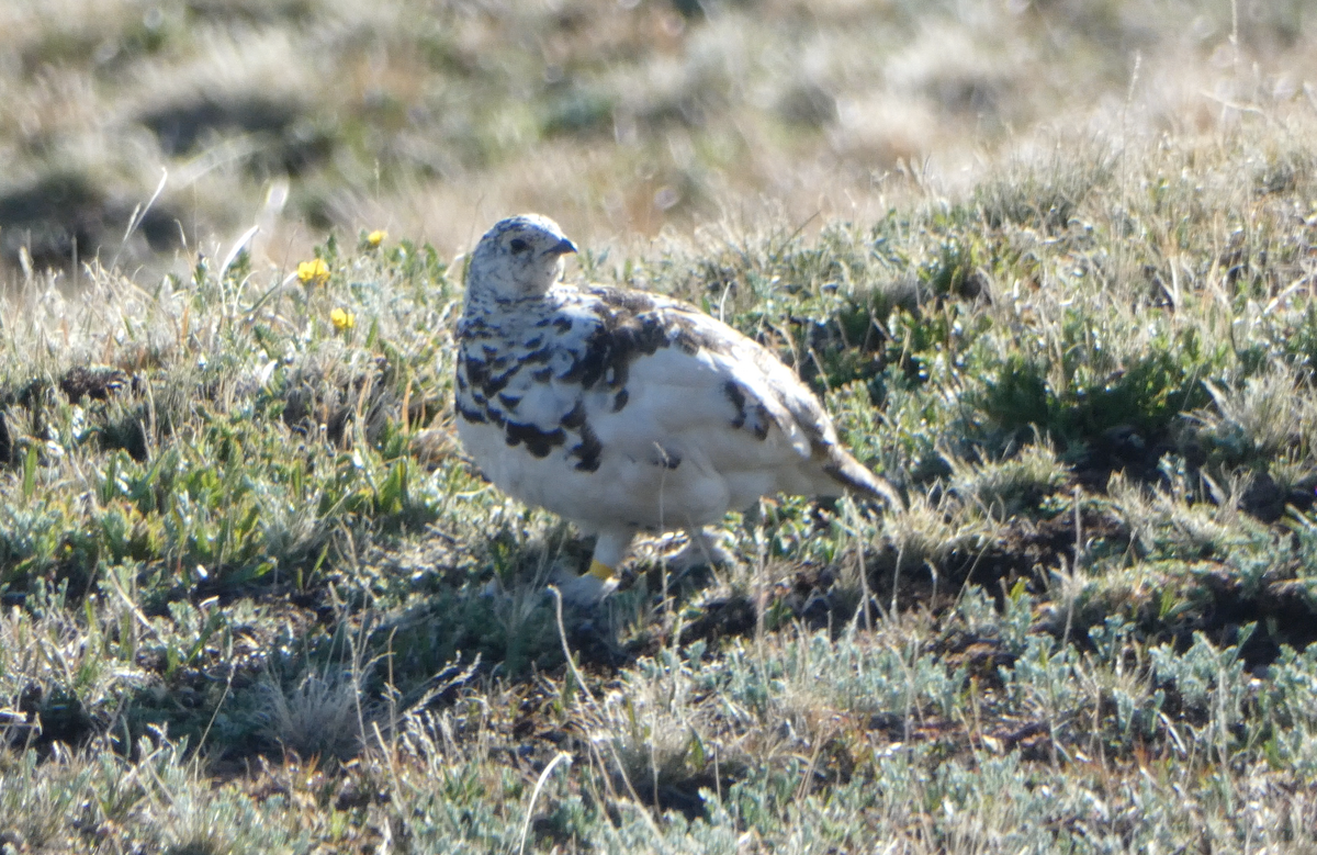 White-tailed Ptarmigan - ML620641515