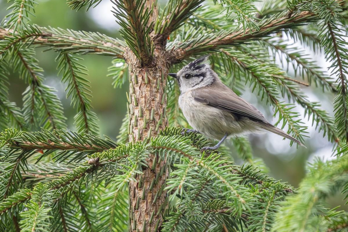 Crested Tit - ML620641517