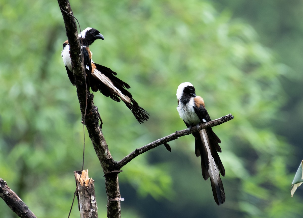 White-bellied Treepie - ML620641537