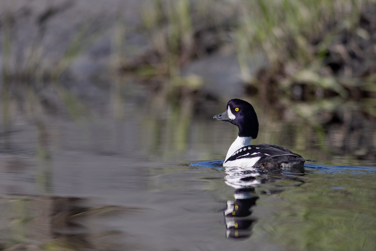 Barrow's Goldeneye - ML620641538