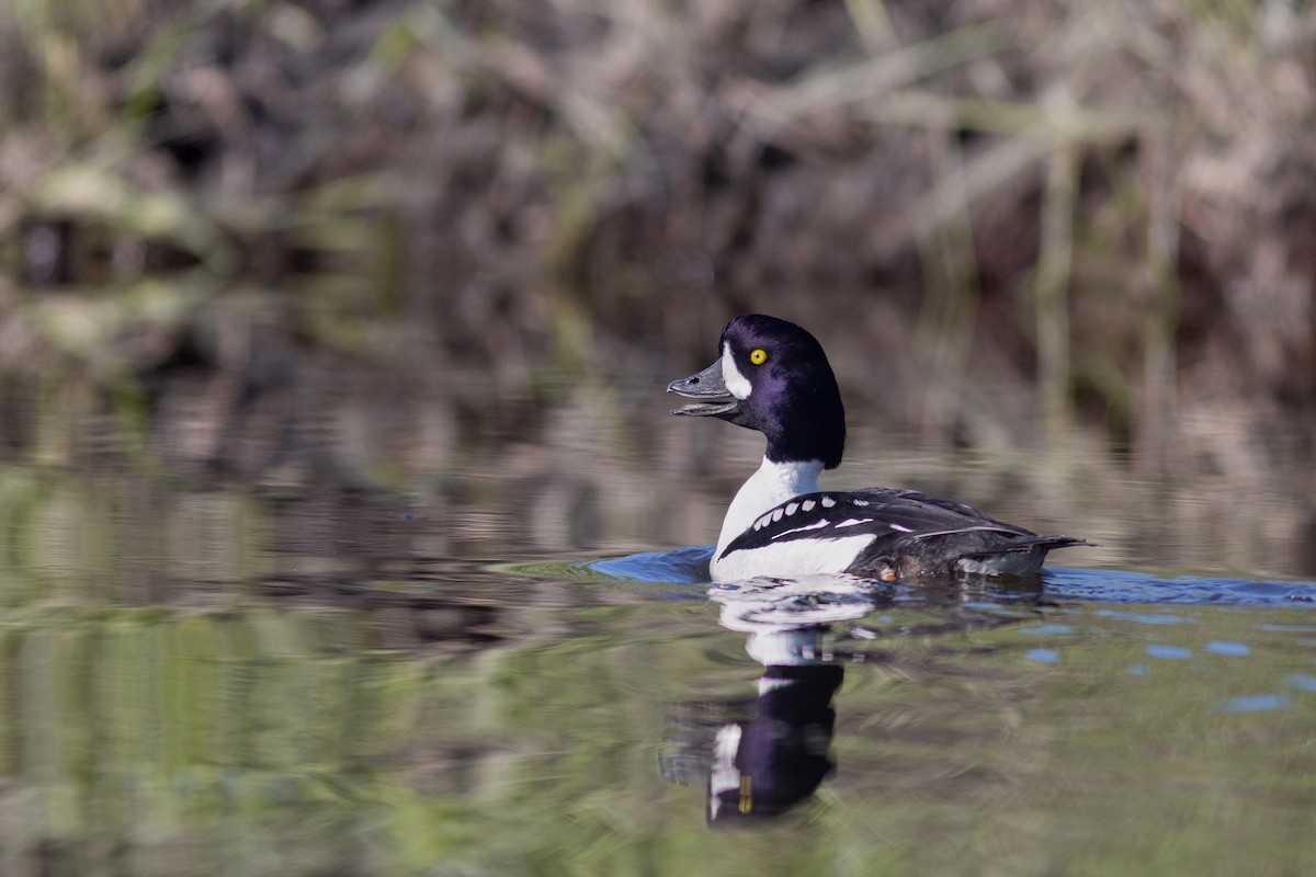 Barrow's Goldeneye - ML620641540