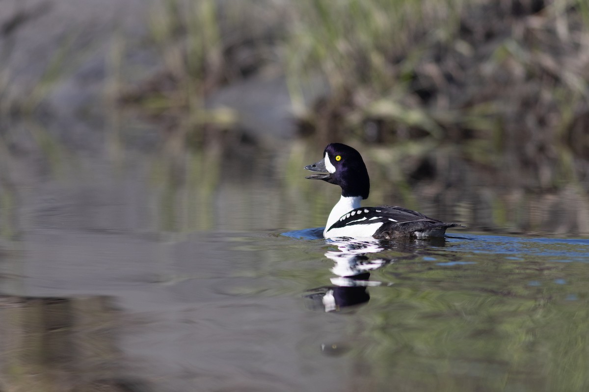 Barrow's Goldeneye - ML620641541