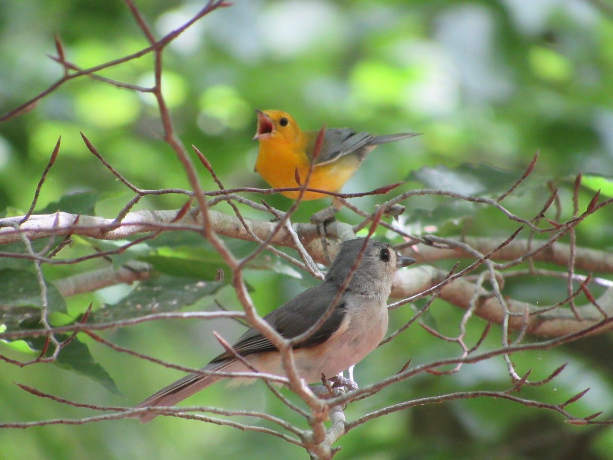 Tufted Titmouse - Timothy Blanchard