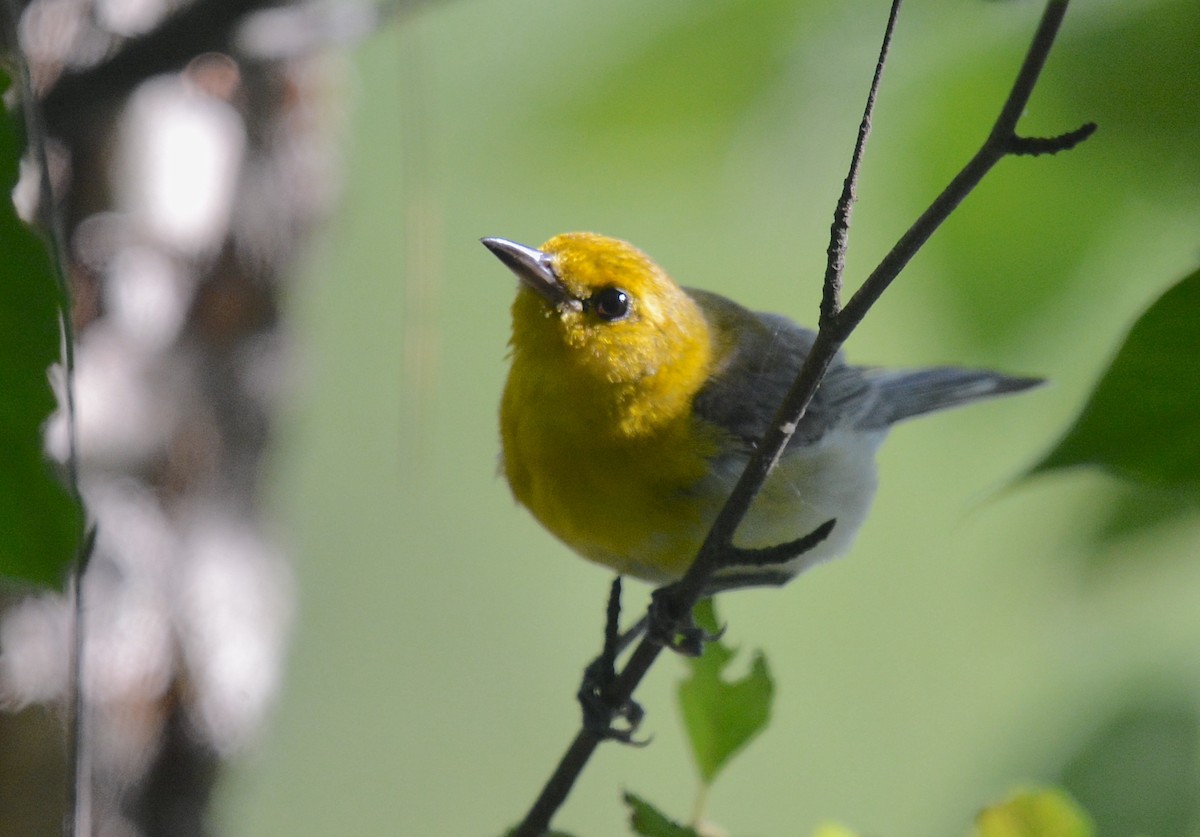 Prothonotary Warbler - ML620641545