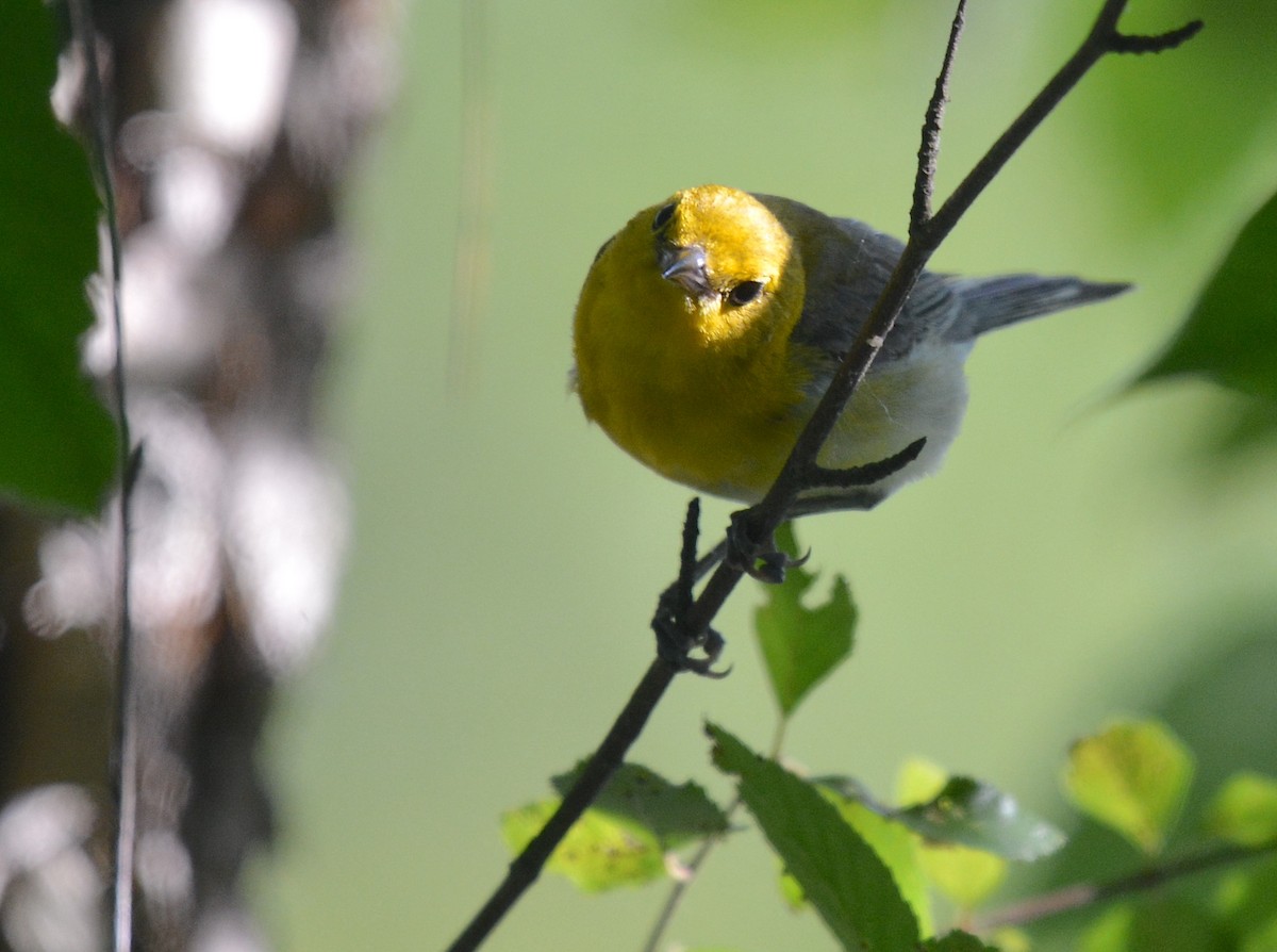 Prothonotary Warbler - ML620641546