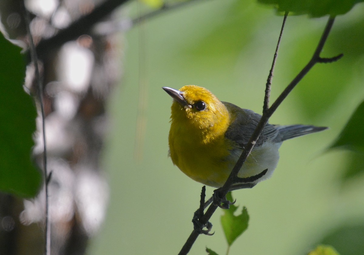 Prothonotary Warbler - ML620641547