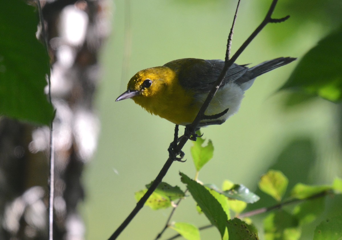 Prothonotary Warbler - ML620641548