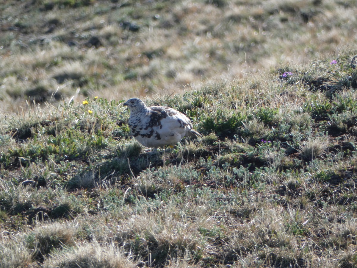 White-tailed Ptarmigan - ML620641551