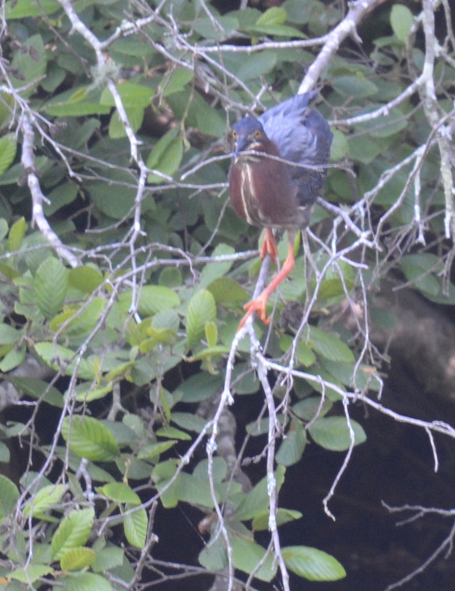 Green Heron - ML620641553