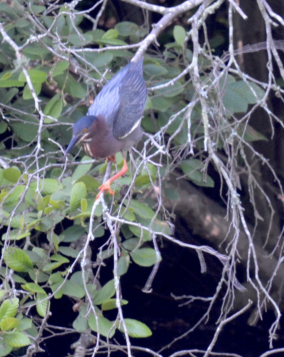 Green Heron - Jay Wherley