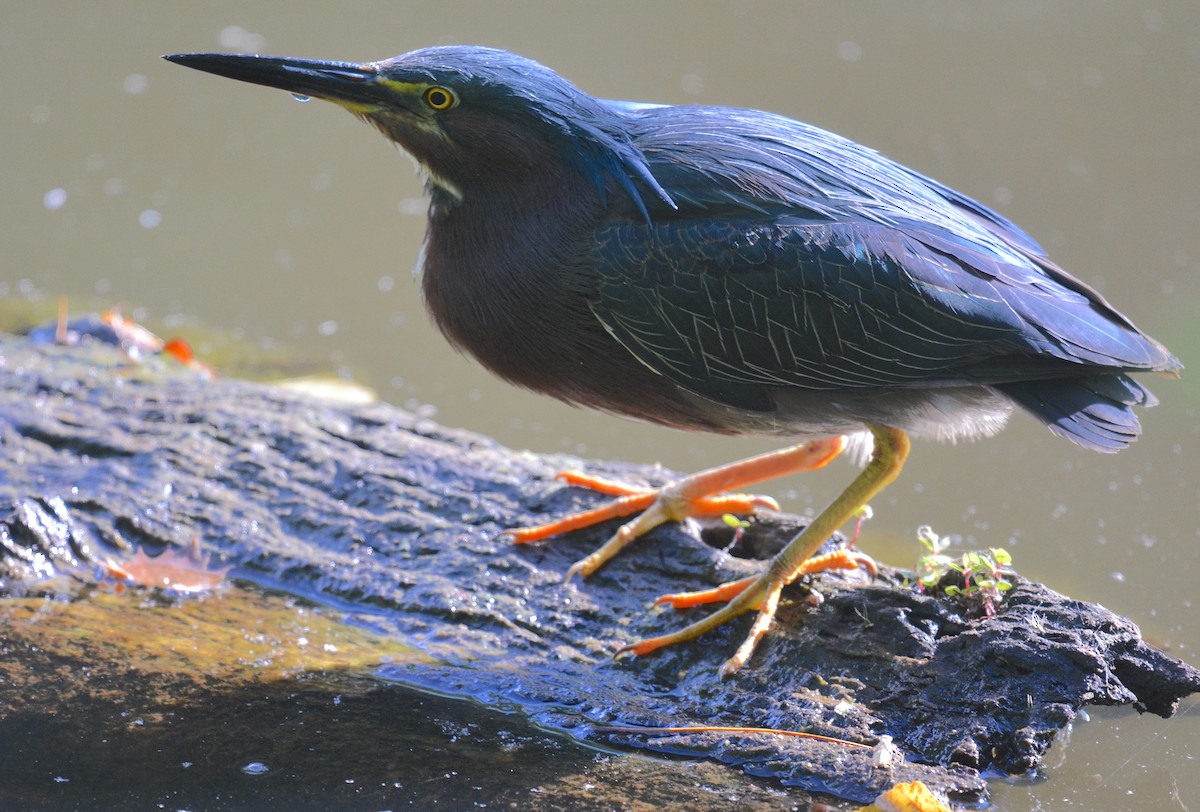 Green Heron - ML620641555