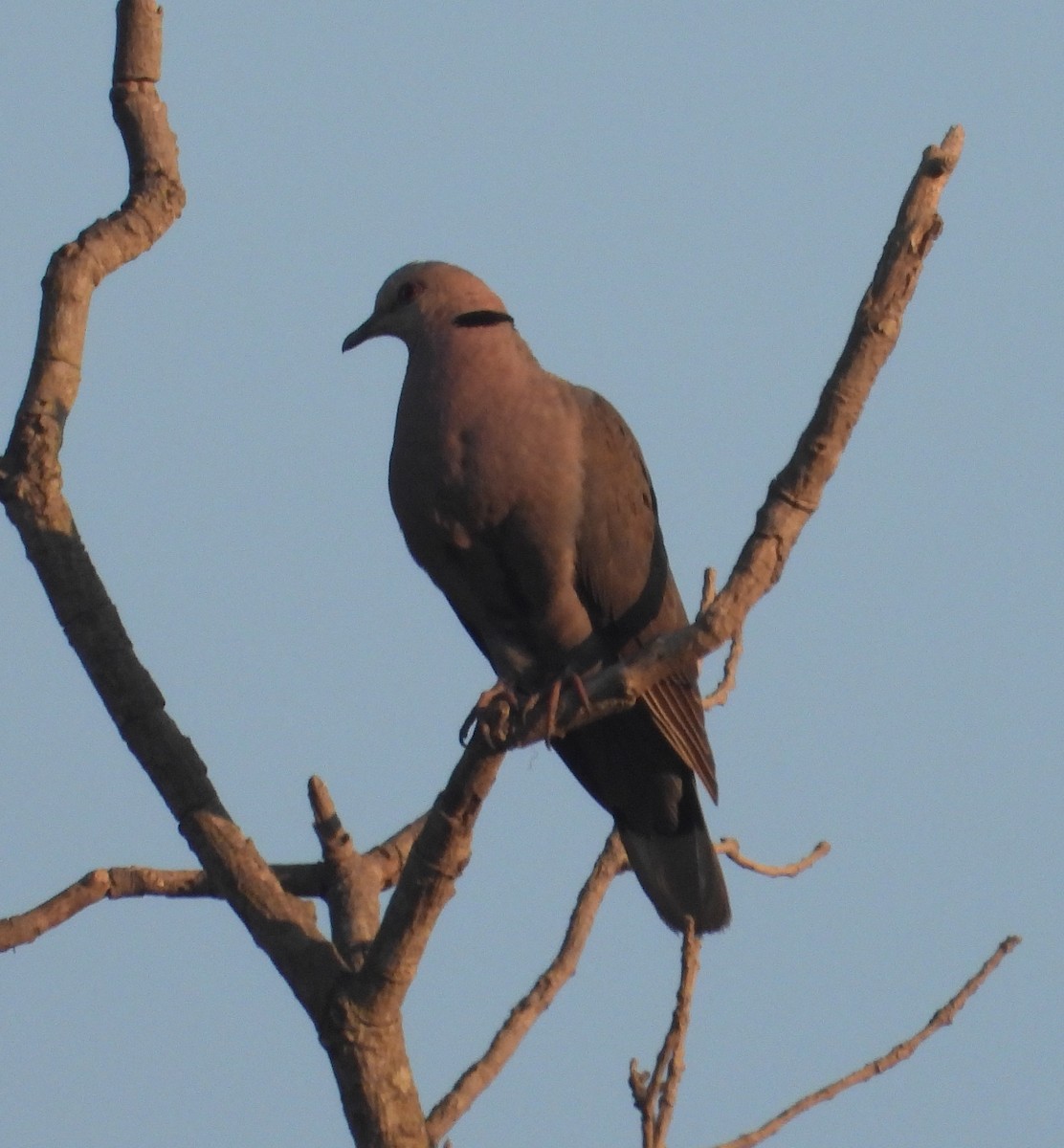 Red-eyed Dove - ML620641556